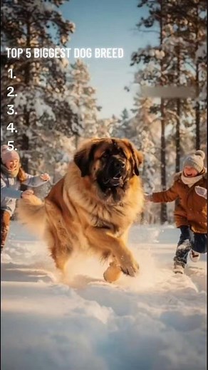 Top 5 Biggest Dog Breeds in the World 🐶🌍