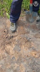 1.8M views · 7.8K reactions | Plant a Tree Sapling with These Simple Steps! | Crafty Panda | Facebook