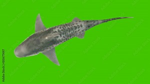 The shark swims under the water, the view from the top. 3d animation with green screen.