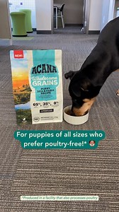 113 reactions · 3 comments | It's here!  Introducing NEW Wholesome Grains Sea & Farm Puppy Recipe - a poultry-free* recipe for your puppy! Crafted with protein-rich salmon & pork balanced with nutritious grains, vegetables & fruit, it's the perfect meal for picky puppies looking for an alternative to poultry-based recipes. https://bit.ly/4bNGDCB *Produced in a facility that also processes poultry. | ACANA Pet Foods | Facebook