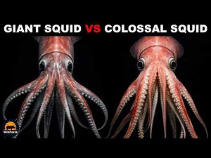 What Is The Difference Between a Giant Squid and a Colossal Squid?