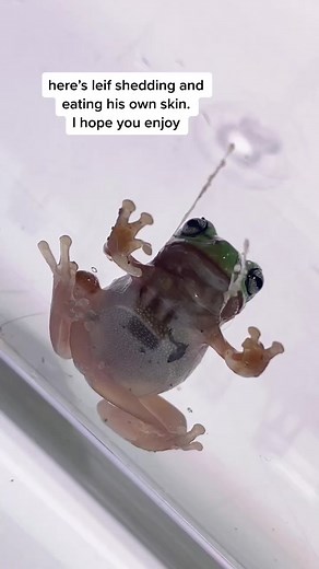 yum #phrog #frog #frogtiktok #frogs #whitestreefrog #🐸