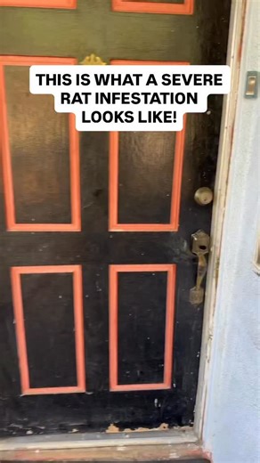 This is what a severe rat infestation looks like… | Rodent Stoppers