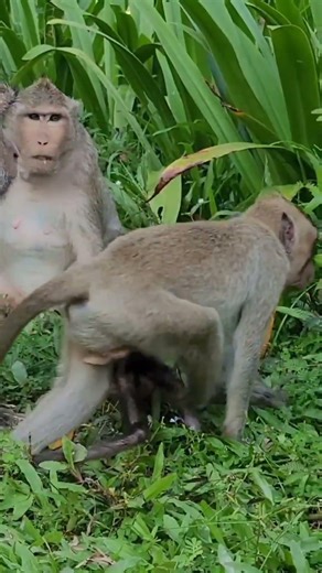Wow Amazing baby monkey very cute #monkey #monkeymonkey #monkeybaby