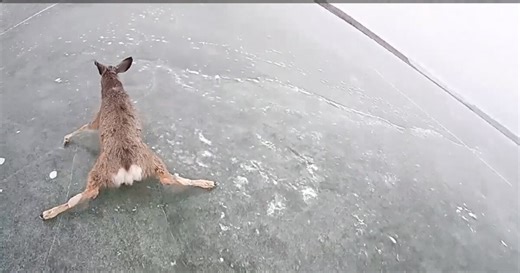 Montana deputy rescues deer stranded on frozen lake