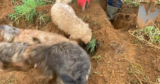 191K views · 2.8K reactions | Digging deep through sandy soil. Albert takes the biggest of the bunch at the end of the video. | Suffolk and Norfolk rat pack | Facebook