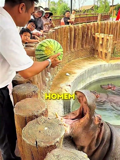 O hipopótamo queria sua melancia 🍉