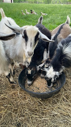 Mike & Cari • Full Circle Homestead | Goat castration using a Burdizzo. The original plan was to leave this set of bucklings intact until processing day. There doesn’t seem... | Instagram