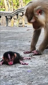 Monkey species: A Heartbreaking Moment: Why Won't the Mother Monkey Nurse Her Baby? 🐒💞