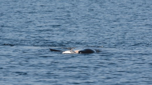 Orca seen wearing a salmon hat for first time since 1980s. Why do they do it?