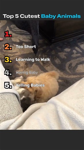Top 5 Cutest Baby Animals That Will Melt Your Heart 🐾