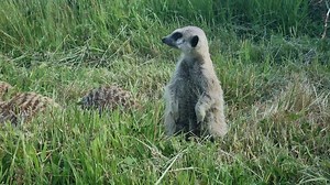 20K views · 192 reactions | Our Ranger Claire talks about the Meerkat mob here at Fota Wildife Park and in the wild for World Meerkat Day. | Fota Wildlife Park | Facebook