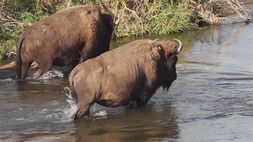 257K views · 6.1K reactions | Spring is coming for the last wild bison in the Northern Rocky Mountains. #outdoors #animals #nature | Michael Hodges, Author | Facebook