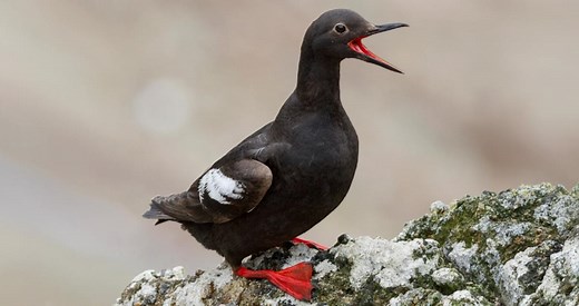 Pigeon Guillemot Identification, All About Birds, Cornell Lab of Ornithology