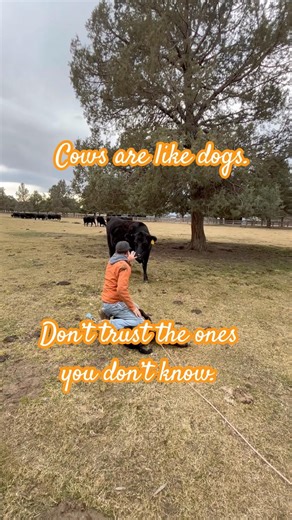 Cows are like dogs. #cow #ranch #calving #calf #ranchlife #dogs #farming #farm #beefcattle #calve
