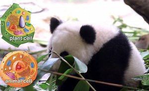 Explore The Structural Hierarchy Of Organization In Living Things, From Cells To Entire Organisms