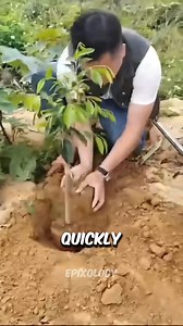 Do you know how China grows mangoes fast? They cut the tree top, make small cuts, and add sticks—this is grafting. New buds grow, and small trees give many mangoes quickly. These mangoes have no seeds, so they sell for high prices. Would you eat a seedless mango from a tiny tree? | Epixology