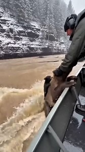 8K views · 27K reactions | Average man rescues bear and it's cub! | Stewart Braxton | Facebook