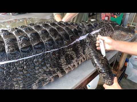 PROCESSING A MASSIVE ALLIGATOR FOR MEAT AND LEATHER