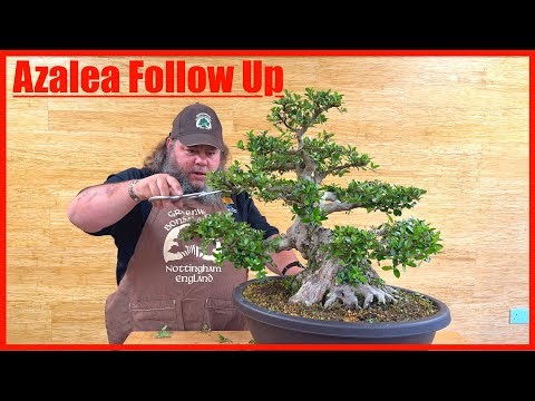 Azalea Follow Up - Greenwood Bonsai