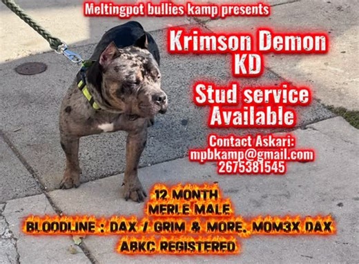 MeltingPot Bullies ULBK Home of NYLA on Instagram: "Big stud available #pocketbully🔥🔥 🩸bloodline 🩸🔥🔥special price happening call or dm / email @certified_askari / mpbkamp@gmail.com / 2675381545 #pocketbullylife❤️ ook"