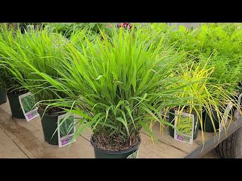 Hakonechloa macra (Japanese Forest Grass) // Designer grass for shady spots & softening paved areas