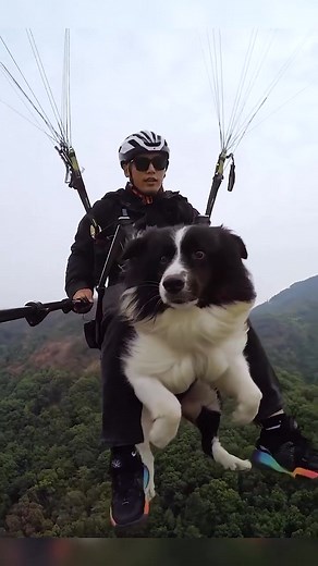 Dogs experience skydiving #skydiving #dog #fly