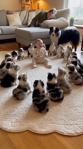 14 reactions | When 15 puppies copy every"woof"❤️朗 | Australian Shepherd Lovers | Facebook