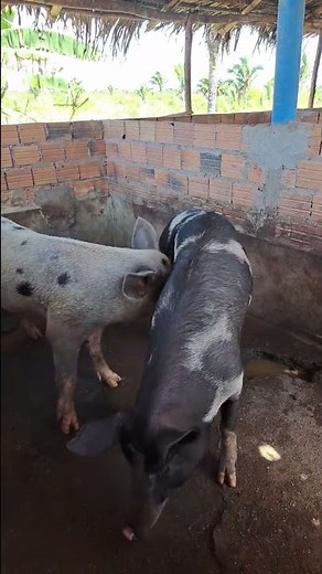 Monta natural no sítio 🐖 | Reprodução real no campo #agro #ping #fazenda #farming