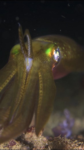 Big Fin Squid These incredible deep-sea dwellers are truly a marvel of the ocean! 🌊🔍 🌟 Enigmatic Creatures: Big Fin Squid, also known as Magnapinna, are renowned for their otherworldly appearances. With long, slender arms and delicate fins, they are like something out of a sci-fi movie! 🎨 Nature's Artists: The mesmerizing displays these creatures put on are nothing short of spectacular. Their graceful, fluid movements and unique features make them true works of art in the deep sea. 🌎 Ocean 