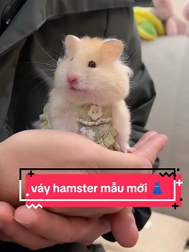váy hamster #hamsters #thucungnho #trend #hamsterworld
