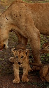 Watch as these adorable lion cubs excitedly greet their mom. Each one of these tiny growls carry's hope for the future of this truly remarkable species. #lions #Cubs #wildlife #cute #fblifestyle | Kruger Gone Wild Safaris