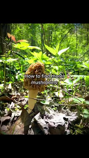 Mushroom hunting 101 #mushrooms #nature #mushroomhuntingtips #morelmushrooms #morel #edibl #delicious
