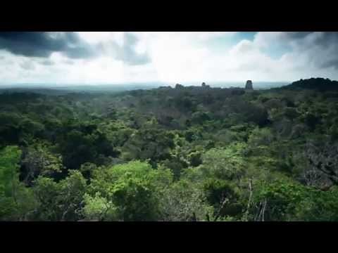 THE RAINFOREST ALLIANCE: CONSERVATION & BIODIVERSITY