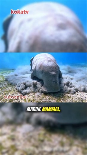 Thought to be a Sea Monster, Turns Out to be the Most Peaceful Animal #shorts #dugong #rareanimals