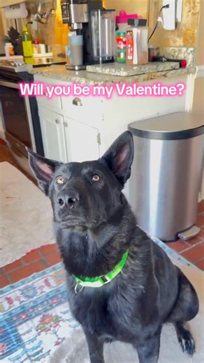 These adoptable dogs still looking for their Valentine! 💌 💘 Benny: https://pawsnewengland.com/adopt/pet?id=14722 Devina: https://pawsnewengland.com/adopt/pet?id=14604 Pinky: https://pawsnewengland.com/adopt/pet?id=14635 Raffi: https://pawsnewengland.com/adopt/pet?id=14657 Merlin: https://pawsnewengland.com/adopt/pet?id=14680 Rayne: https://pawsnewengland.com/adopt/pet?id=13971 Lucky: Just adopted! Yay! Magpie: Coming soon. Lucinda: https://pawsnewengland.com/adopt/pet?id=14447 Binti: https://p