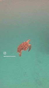 Wishing you a peaceful Sunday. Glide with Janice, a juvenile green sea turtle rehabilitated at The Turtle Hospital as she swims free in the open ocean 🐢🌊💖. #peace #rescuerehabrelease #seaturtleconservation #seaturtlelove #seaturtle #seaturtlehospital #connectandprotect #compassioniscontagious | The Turtle Hospital
