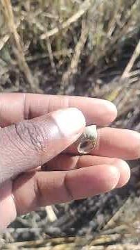 Super EASY sheepshead bait!