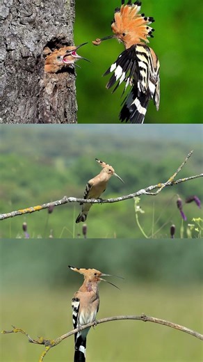 Eurasian hoopoe (Upupa epops), also known simply as a common hoopoe #birds #wildlife #nature #famous