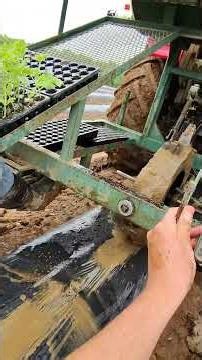 Seedless watermelon 🍉 planting in the field!