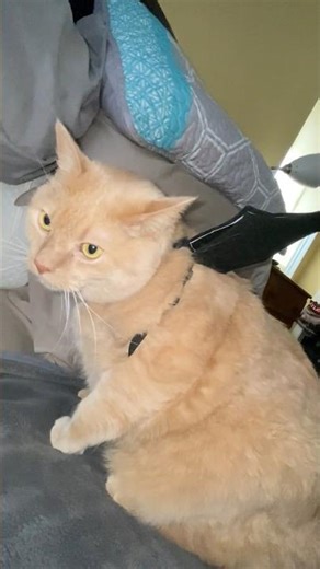 Pikachu the bat cat🤣❤️🥰