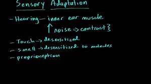 Sensory adaptation