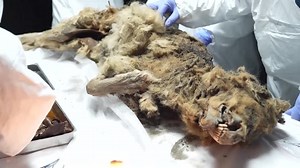 Russian scientists conduct autopsy on 44,000-year-old permafrost wolf carcass