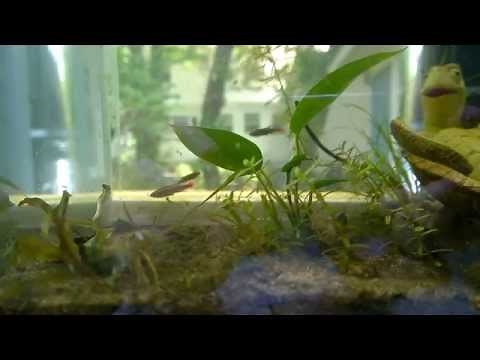 Keeping Aquariums Outdoors