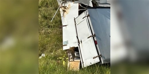 Monkeys escape after truck carrying them overturns on highway