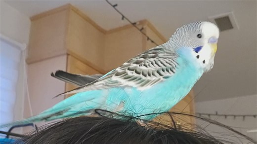 Seven days on the loose in Iqaluit: lost budgie returns home safely