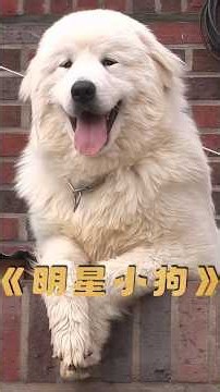Great Pyrenees climbs the wall every day to demand photos with passersby, and the reason will mov...