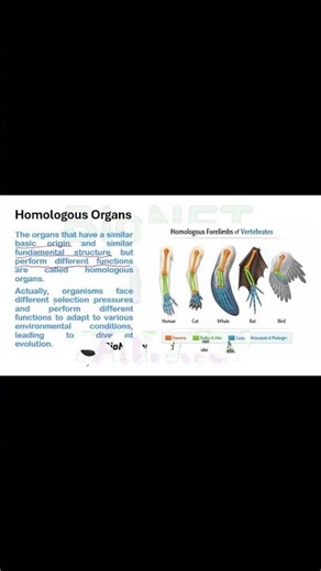 Homologous Organs and Divergent Evolution