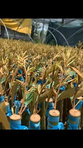 479K views · 9.6K reactions | Beginilah cara Negara tetangga okulasi Durian. Bisa untuk di coba . | Hendra Black | Facebook