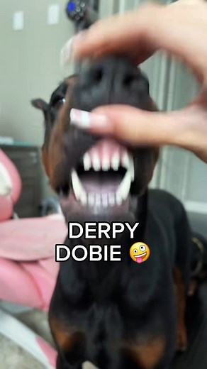 232K views · 3.5K reactions | Derpy dobie浪 #derpy #goofy #funny #doberman #viral #reels | Celine Tails | Facebook